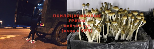 кокс Алексин